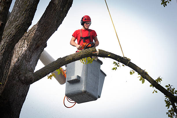 Best Stump Grinding Near Me  in Byng, OK